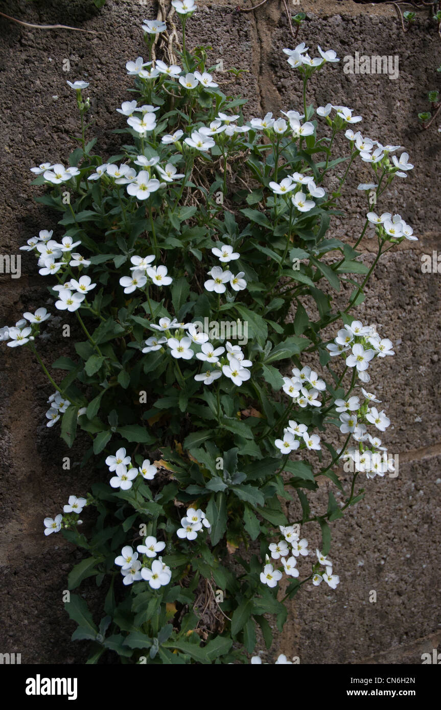 Aubretia `Purity` in flower white spreading rockery plant Stock Photo